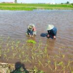 Babinsa Koramil 01/Ktk Ikut Turun Tangan Bantu Petani di Katingan Kuala