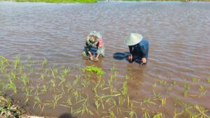 Babinsa Koramil 01/Ktk Ikut Turun Tangan Bantu Petani di Katingan Kuala