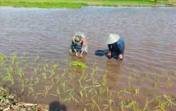 Babinsa Koramil 01/Ktk Ikut Turun Tangan Bantu Petani di Katingan Kuala