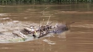 Sore Hari di Asem Kumbang Berubah Duka, Warga Temukan Mayat Pria di Sungai