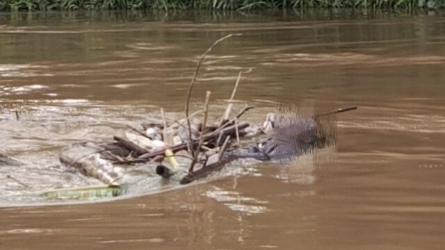 Sore Hari di Asem Kumbang Berubah Duka, Warga Temukan Mayat Pria di Sungai